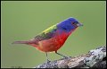 _6SB2798 painted bunting